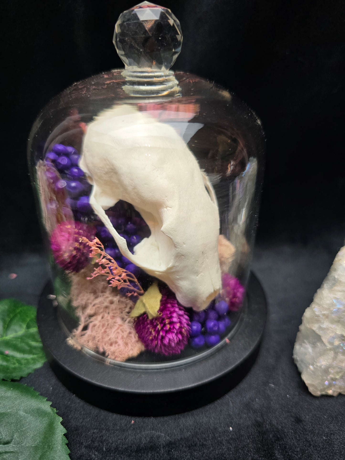 Finest Obituaries | Marten Skull in Glass Dome