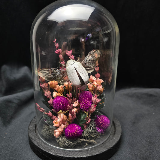 Finest Obituaries | Bug in Glass Dome "Cyphochilus Candidus"