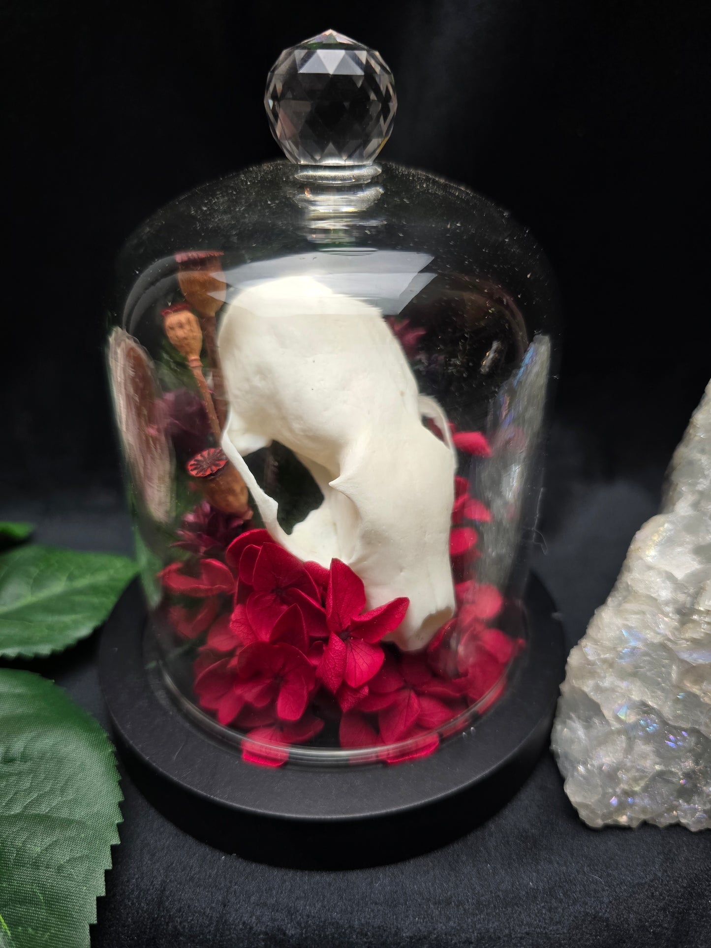 Finest Obituaries | Marten Skull in Glass Dome