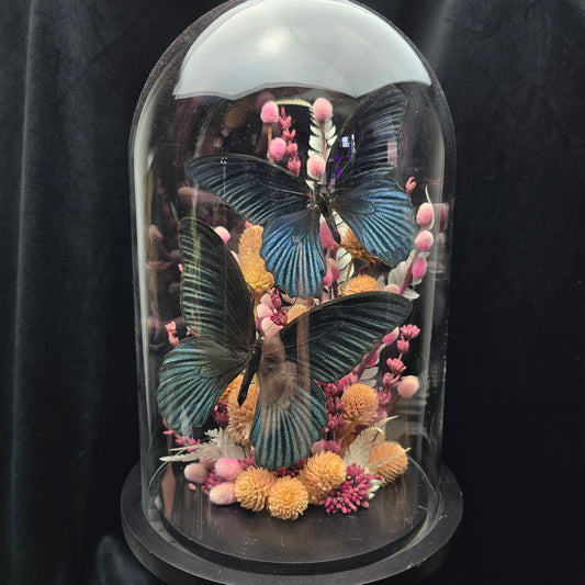 Finest Obituaries | Schmetterlinge in Glasglocke "Papilio Memnon"