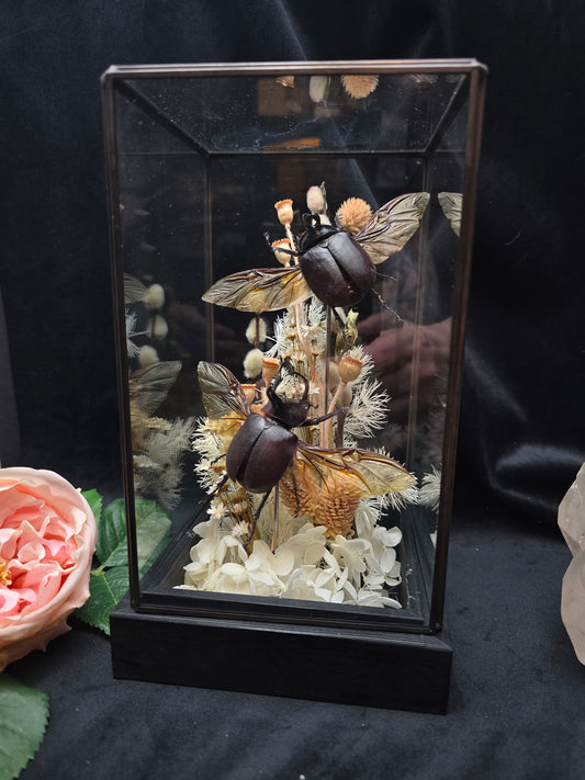 Finest Obituaries | Nashornkäfer in Glasglocke