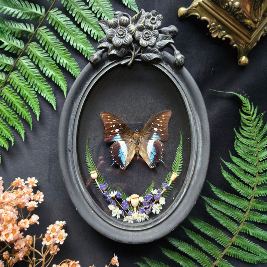 Finest Obituaries | Schmetterling "Polyura Cognatus" in Barockrahmen