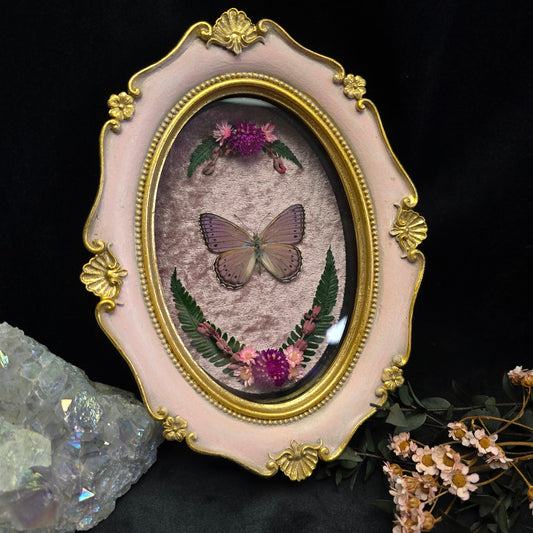 Finest Obituaries | Präparierter Schmetterling "Asterope Pechueli" in Barockrahmen