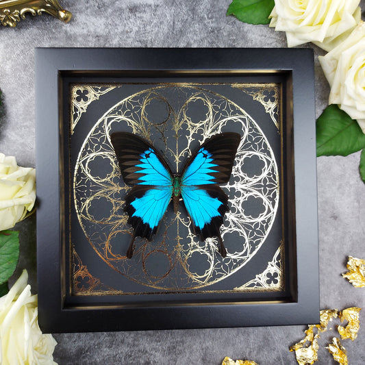 Finest Obituaries | Präparierter Schmetterling im Rahmen "Papilio Ulysses Ulysses"