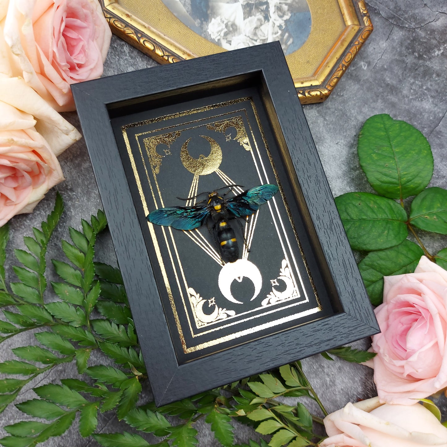 Finest Obituaries | Wespe im Rahmen "Megascolia Procer"