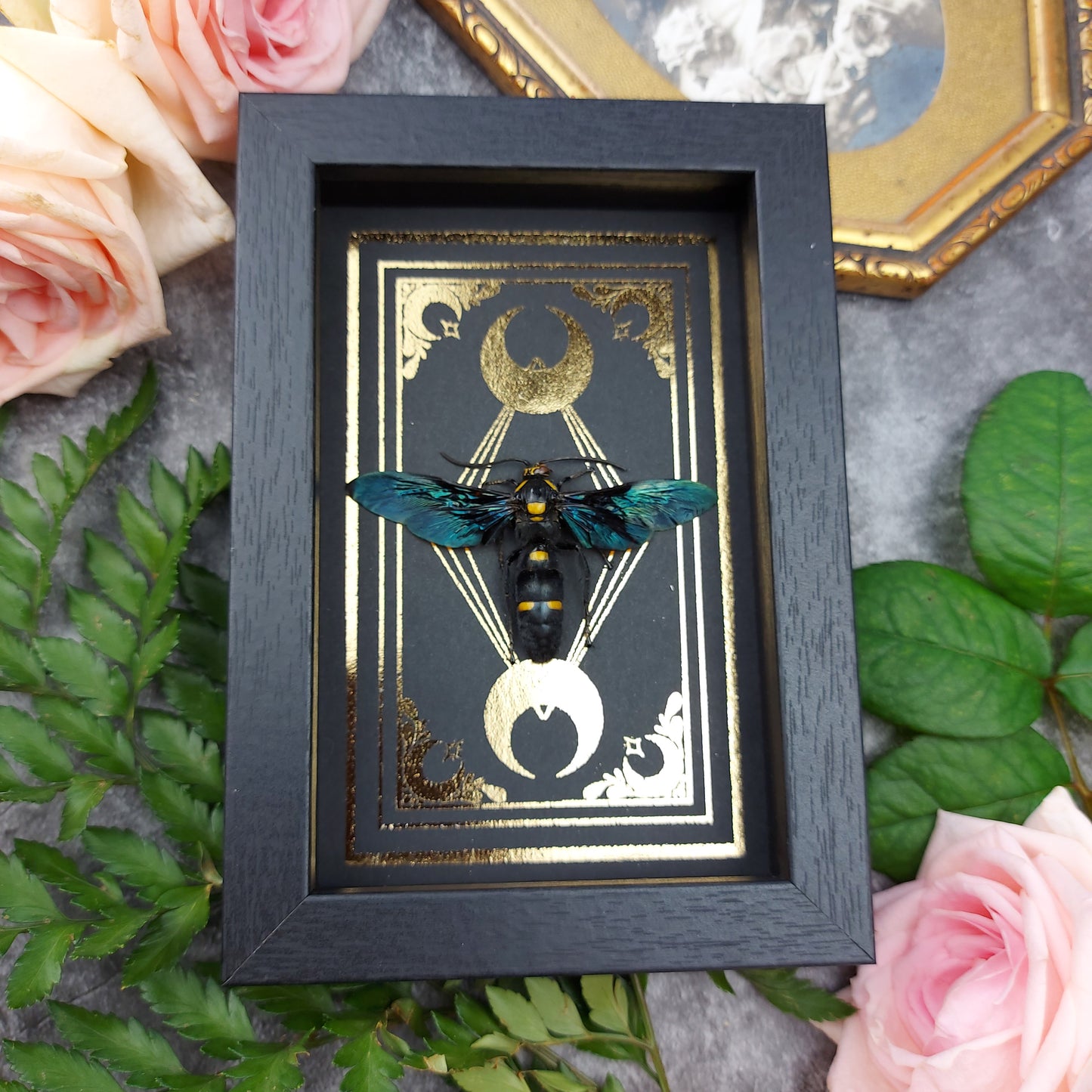 Finest Obituaries | Wespe im Rahmen "Megascolia Procer"