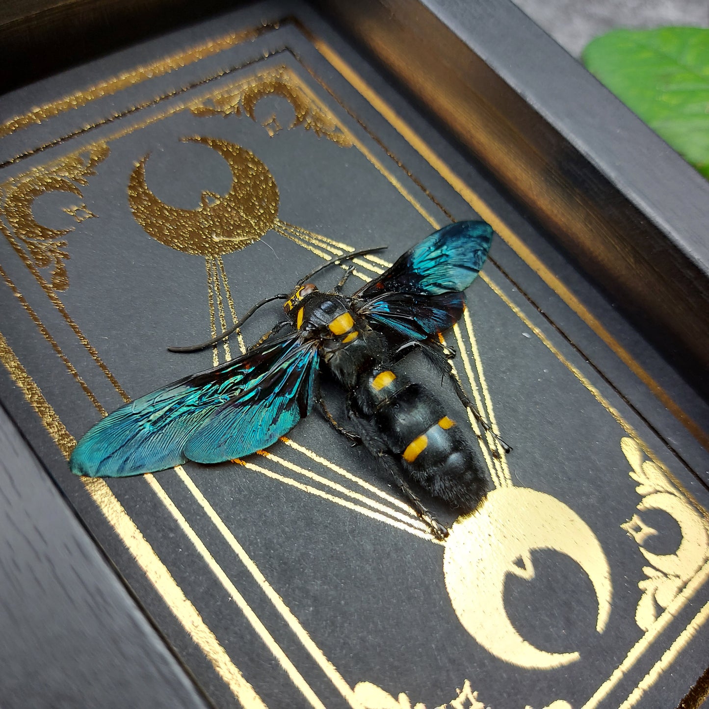 Finest Obituaries | Wespe im Rahmen "Megascolia Procer"