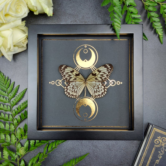 Finest Obituaries | Präparierter Schmetterling im Rahmen "Idea Durvillei"