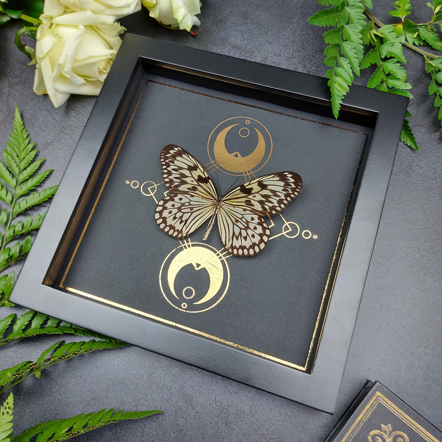 Finest Obituaries | Präparierter Schmetterling im Rahmen "Idea Durvillei"