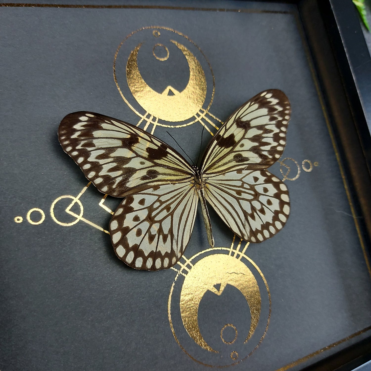 Finest Obituaries | Präparierter Schmetterling im Rahmen "Idea Durvillei"