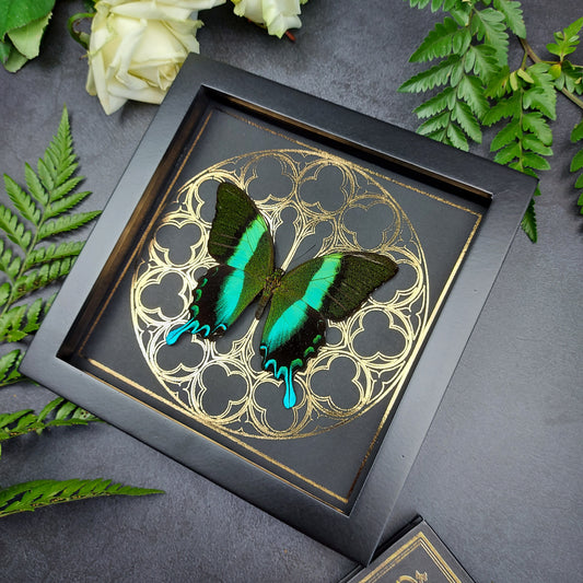 Finest Obituaries | Präparierter Schmetterling im Rahmen "Papilio Blumei"- auf Kirchenfenster Hintergrund Schaukasten Shadowbox Präparat Display Case Specimen Preparation