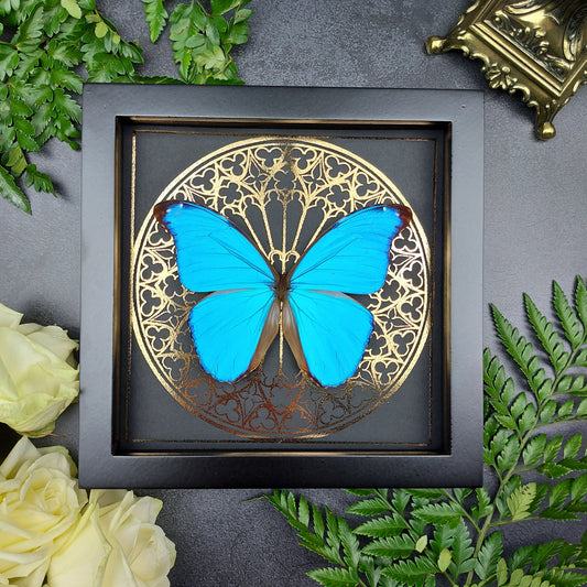 Finest Obituaries | Präparierter Schmetterling im Rahmen "Morpho Didius "