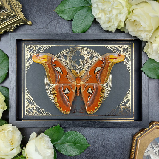 Finest Obituaries | Motte im Rahmen "Attacus Atlas" Präparat Taxidermie Ausgestopft specimen mount Insekt