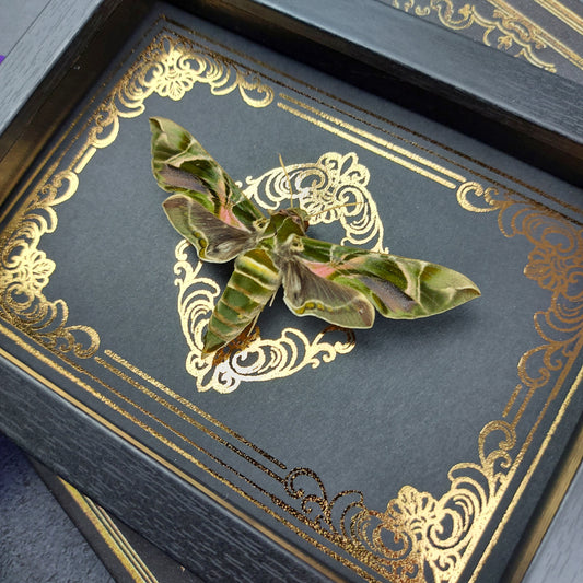 Finest Obituaries | Präparierte Motte im Rahmen "Daphnis Nerii" oleanderschwärmer schwärmer oleander Präparat Taxidermie Ausgestopft specimen mount Insekt