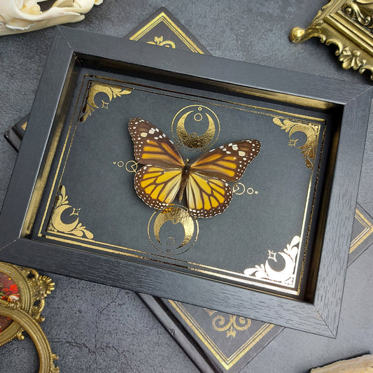 Finest Obituaries | Framed Butterfly "Danaus Plexippus"