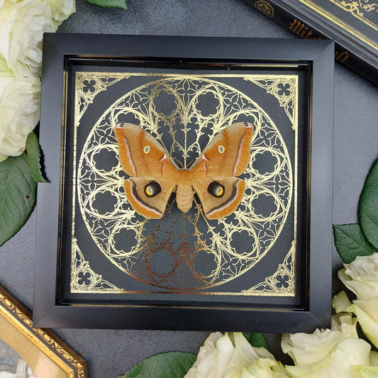 Finest Obituaries | Framed Moth "Antheraea Polyphemus"