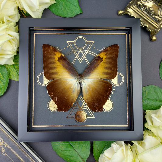 Finest Obituaries | Präparierter Schmetterling im Rahmen "Morpho Cisseis Phanodemus"