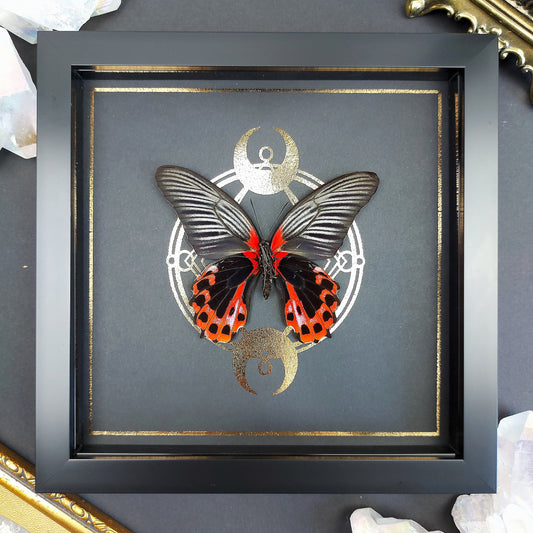 Finest Obituaries | Präparierter Schmetterling im Rahmen "Papilio Rumanzovia" Männchen