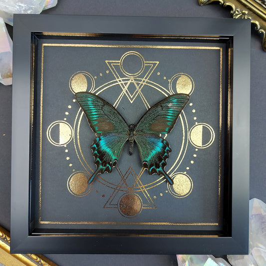 Finest Obituaries | Schmetterling im Rahmen "Papilio Maackii Maackii"