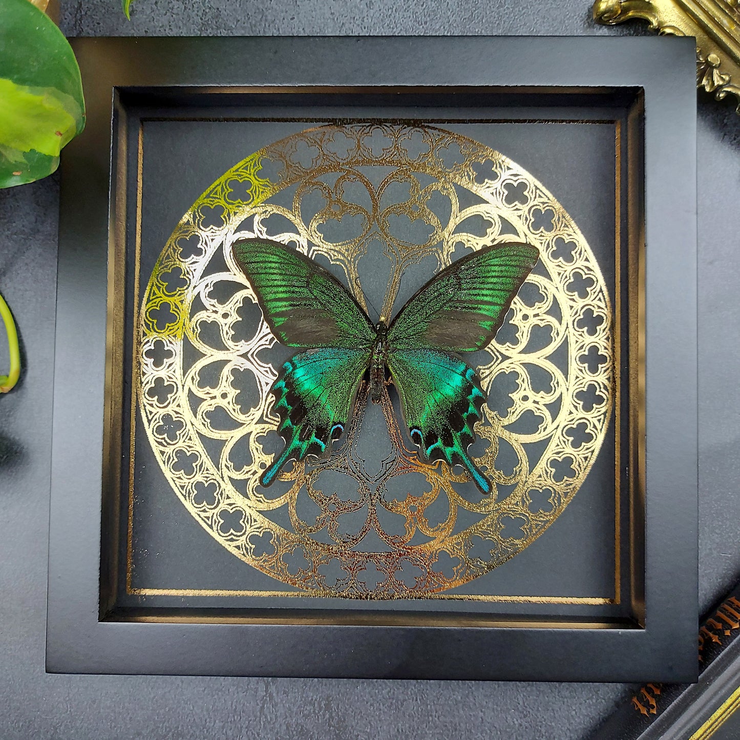 Detailaufnahme eines Papilio Maackii Schmetterlings mit grün metallischen Flügeln in einem schwarzen Rahmen