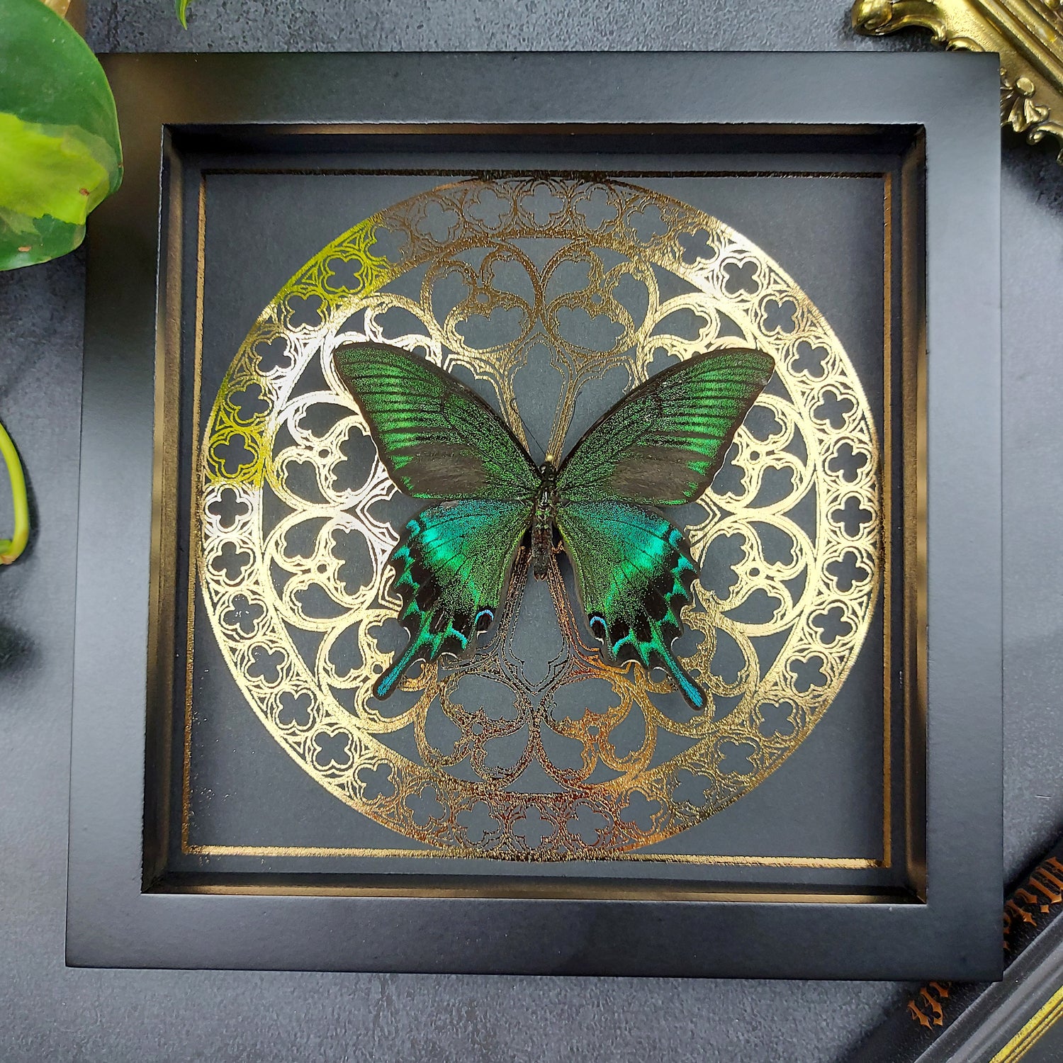 Detailaufnahme eines Papilio Maackii Schmetterlings mit grün metallischen Flügeln in einem schwarzen Rahmen